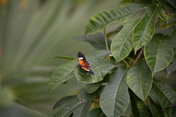 PPC - Texas Botanical Gardens - Butterfly House
 Hero