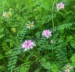 20180612_29812.jpg