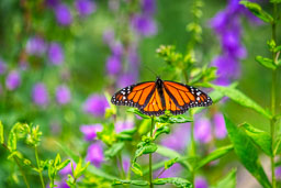 20190718_24839-Edit.jpg