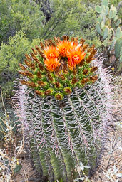 Saguaro National Park | Tucson, AZ
 Hero